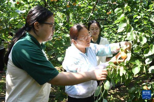 红杏 在线观看,在线观看,探寻古典美学的魅力之旅 第3张 红杏 在线观看,在线观看,探寻古典美学的魅力之旅 第3张